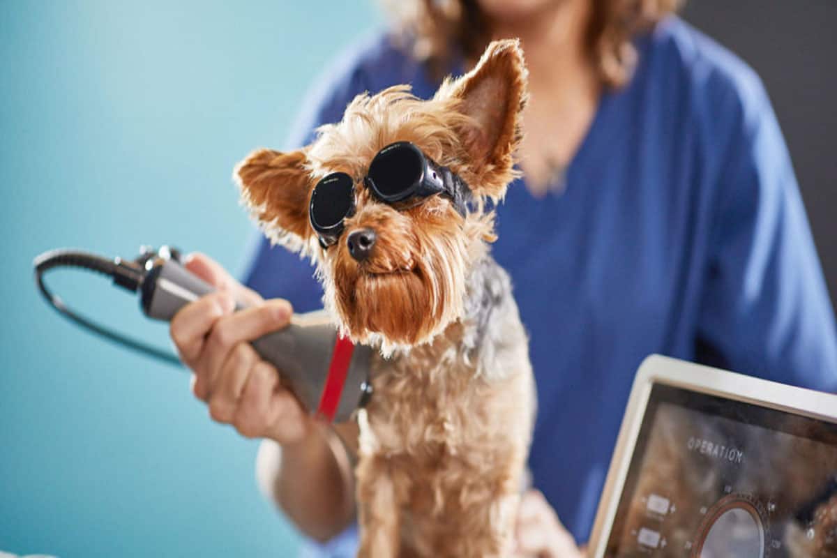 vet doing laser therapy on dog