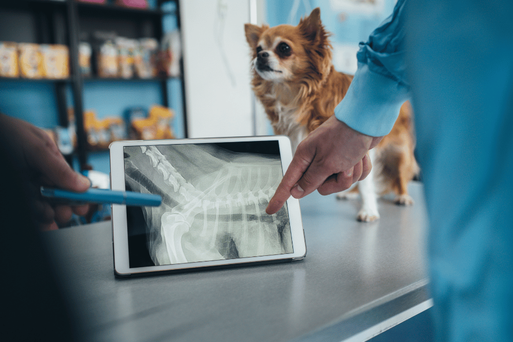 A veterinarian inspecting a dog's x-ray report