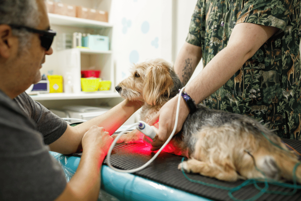 A vet conducts laser therapy on a dog