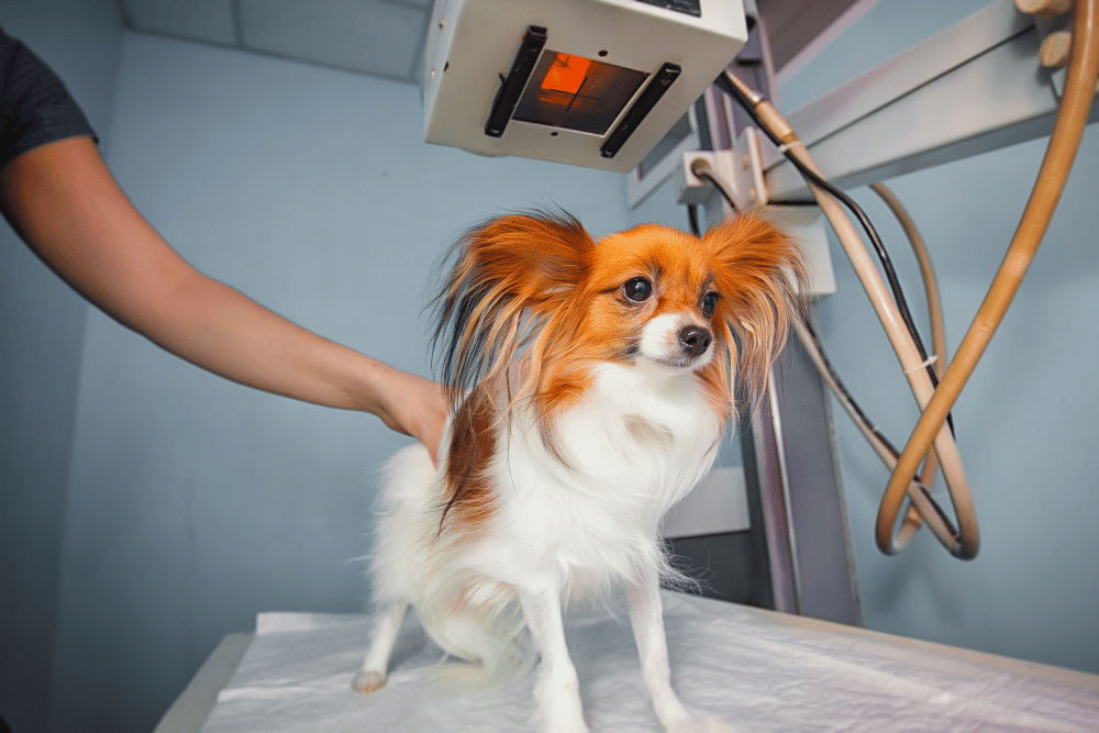 A dog stands on an X-ray machine.