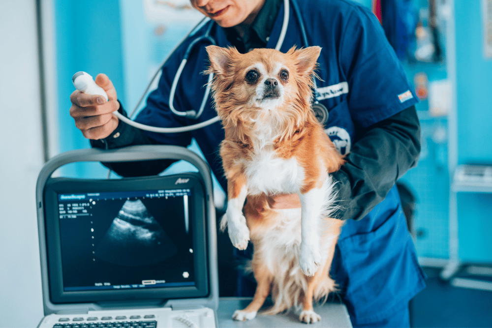 vet doing ultrasound on the dog