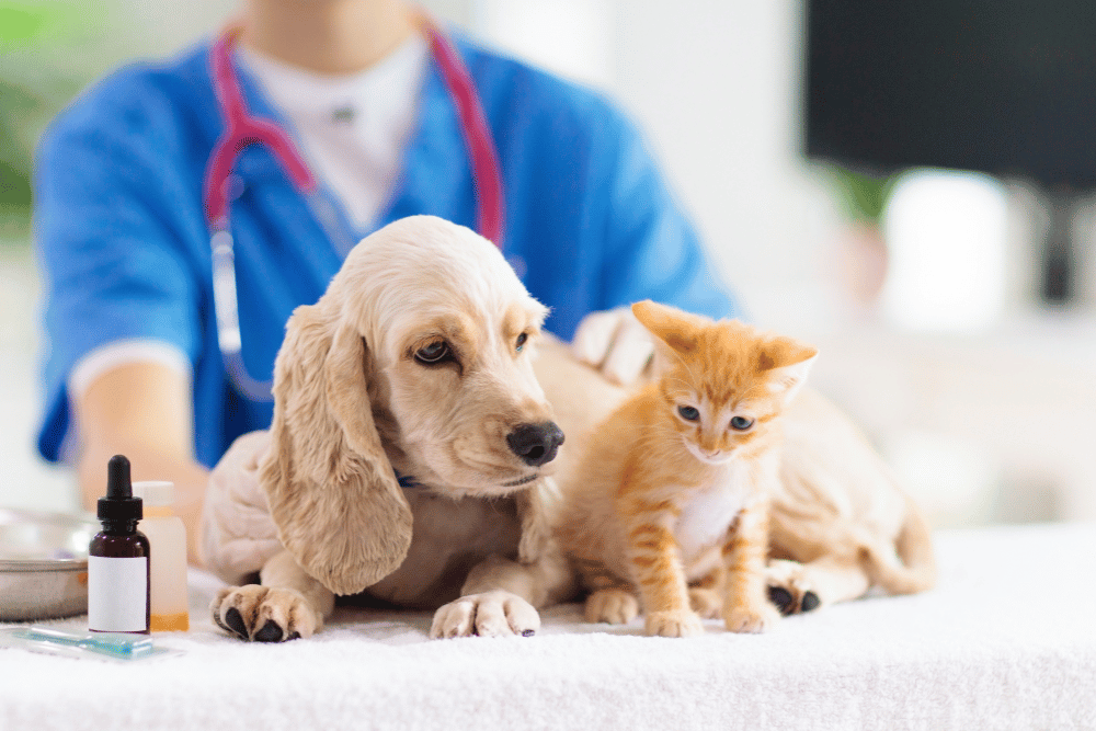 cat and dog sitting on vet table