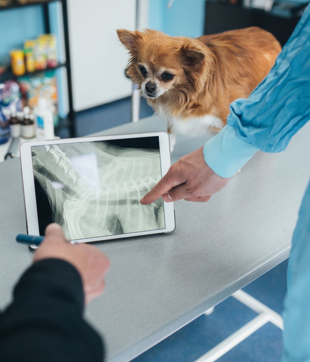 A vet examining digital x-ray of a dog