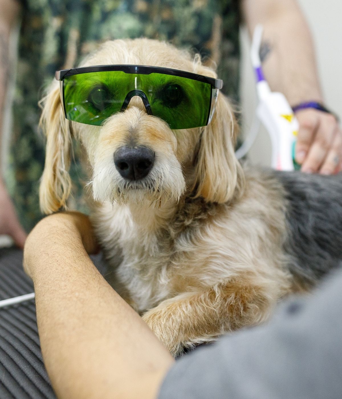 A dog wearing laser protection glasses
