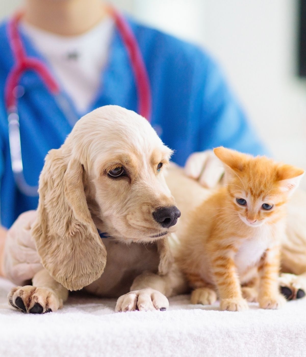 a puppy and kitten on a vet's table
