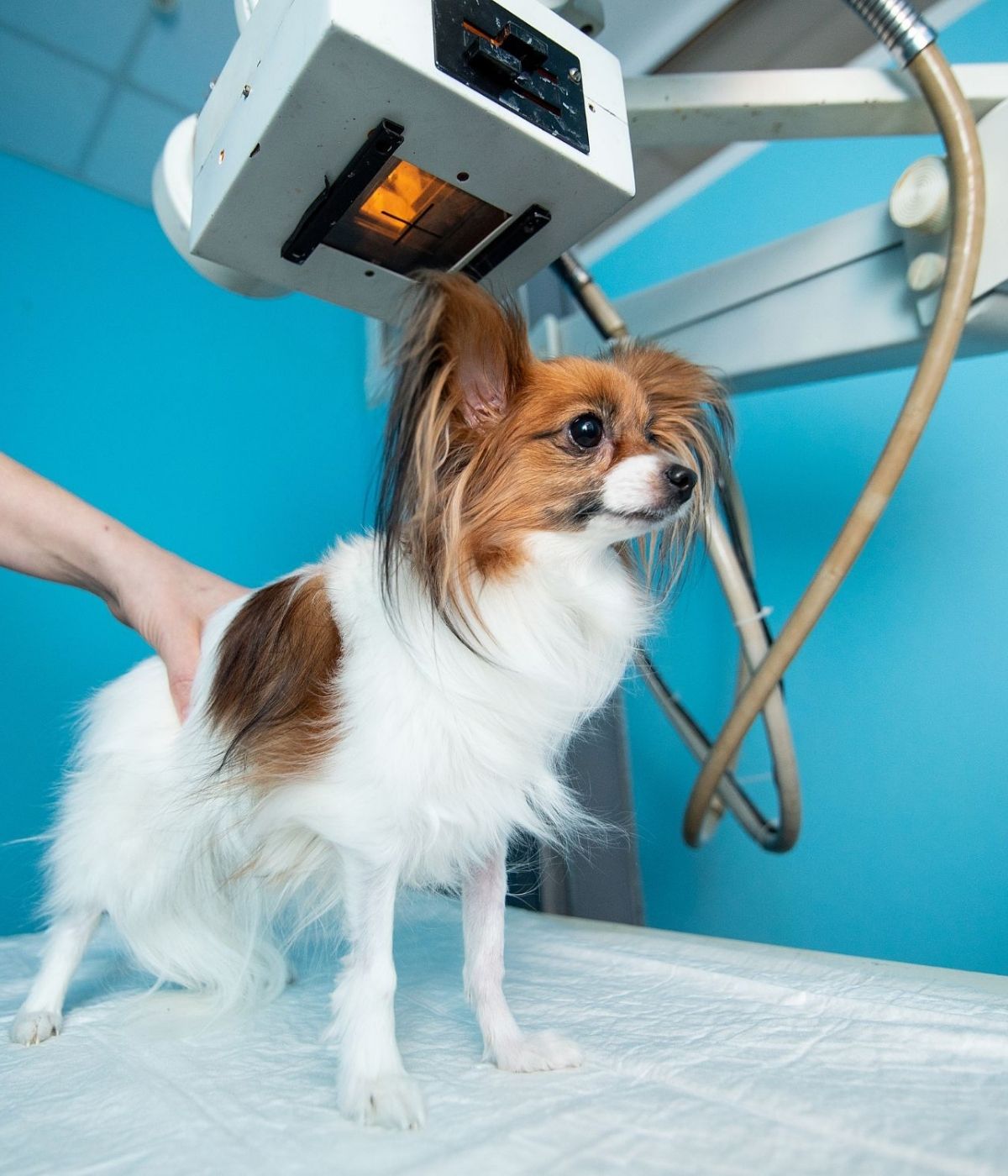 A dog standing on an x-ray table