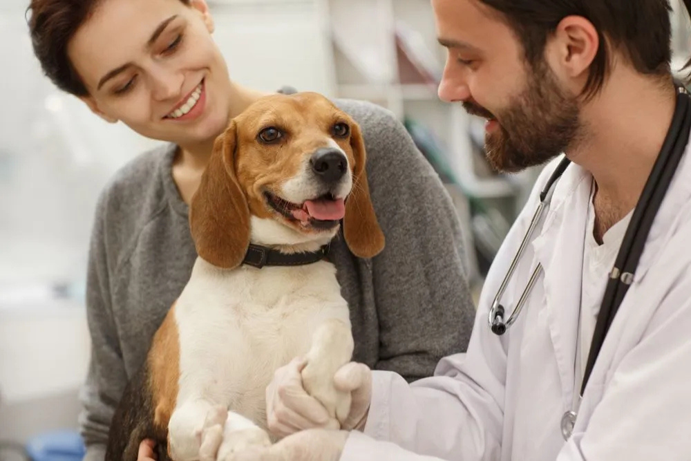 A dog stands on an X-ray machine.