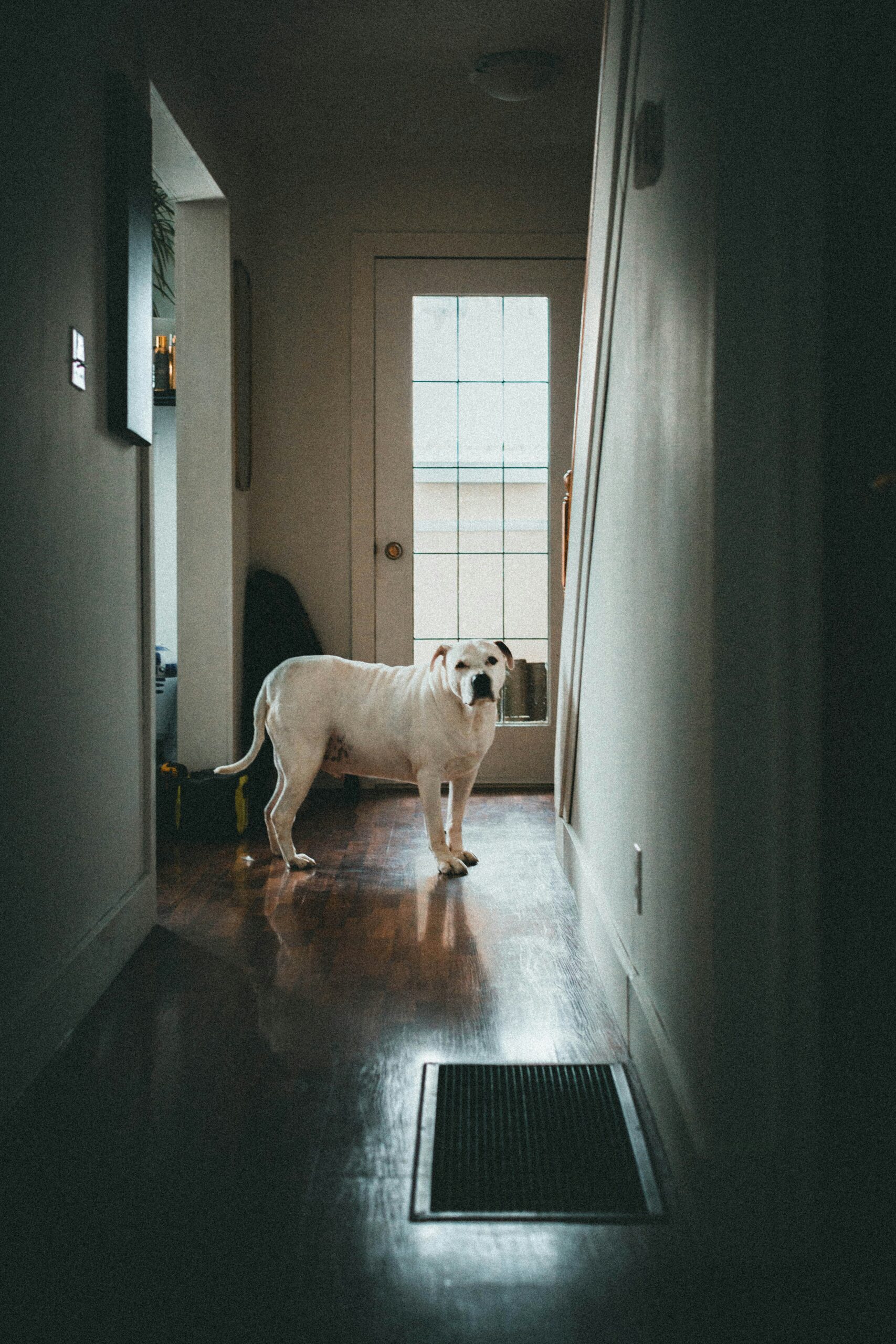 A dog wearing laser protection glasses