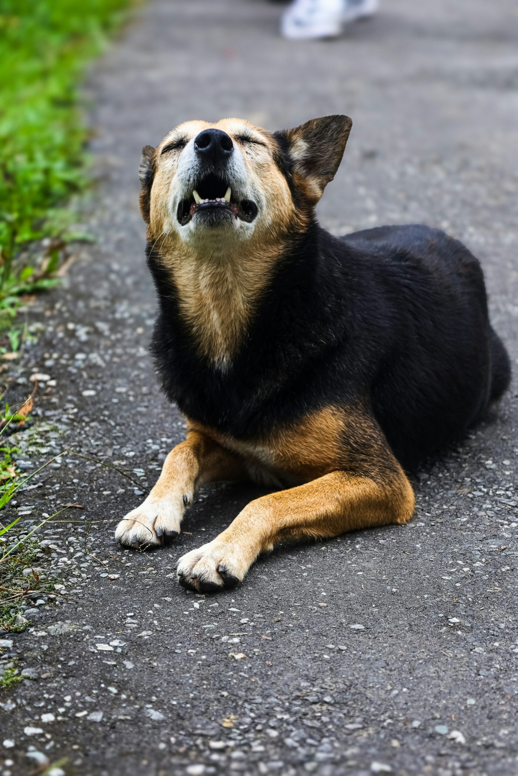 A dog wearing laser protection glasses